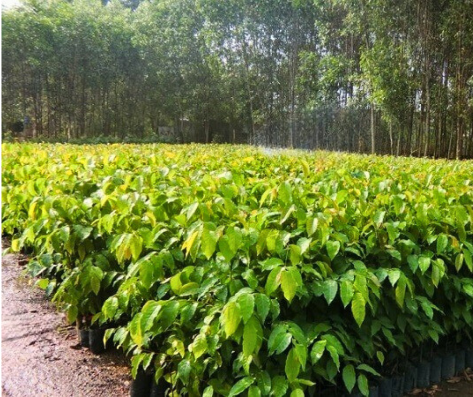 Cây sao con trong vườn ươm