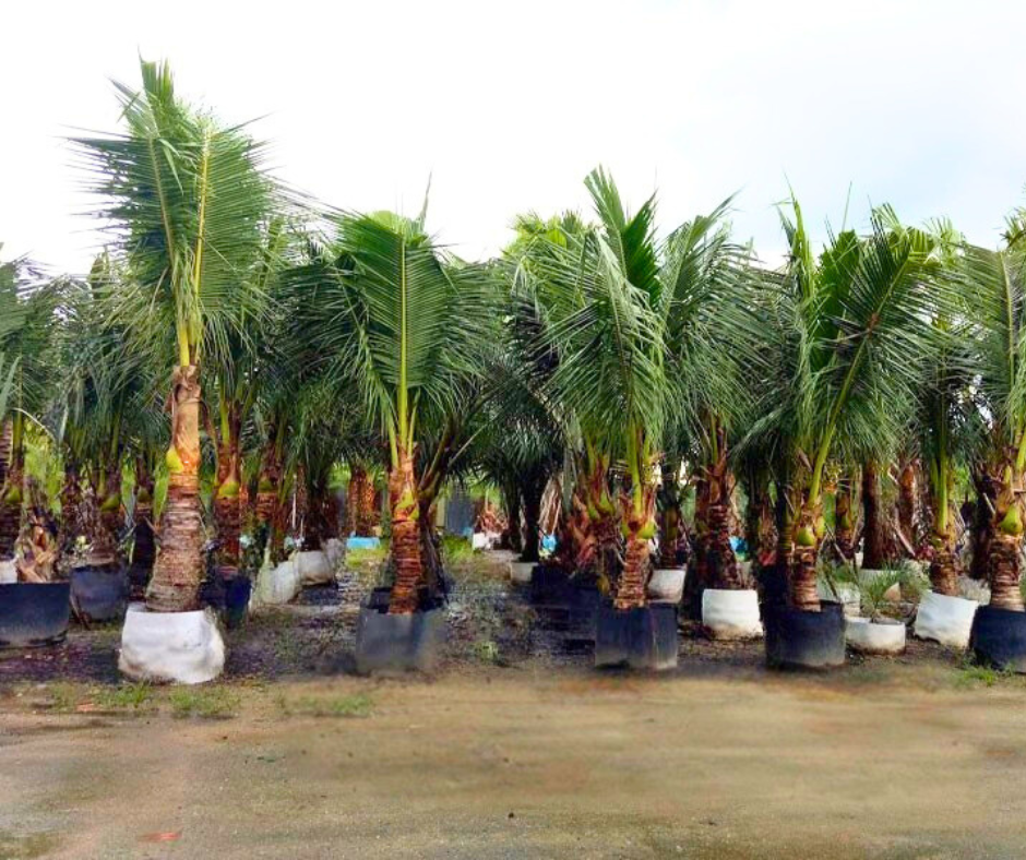 Vườn ươm dừa