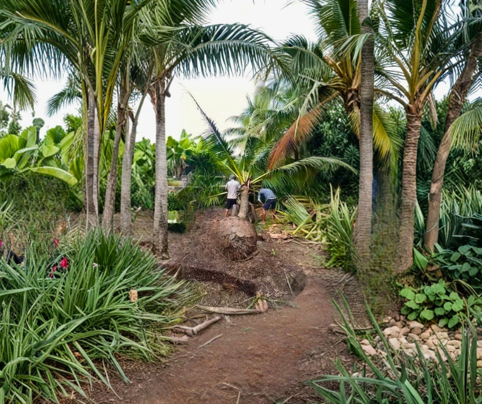 Bứng dừa to di chuyển đến công trình