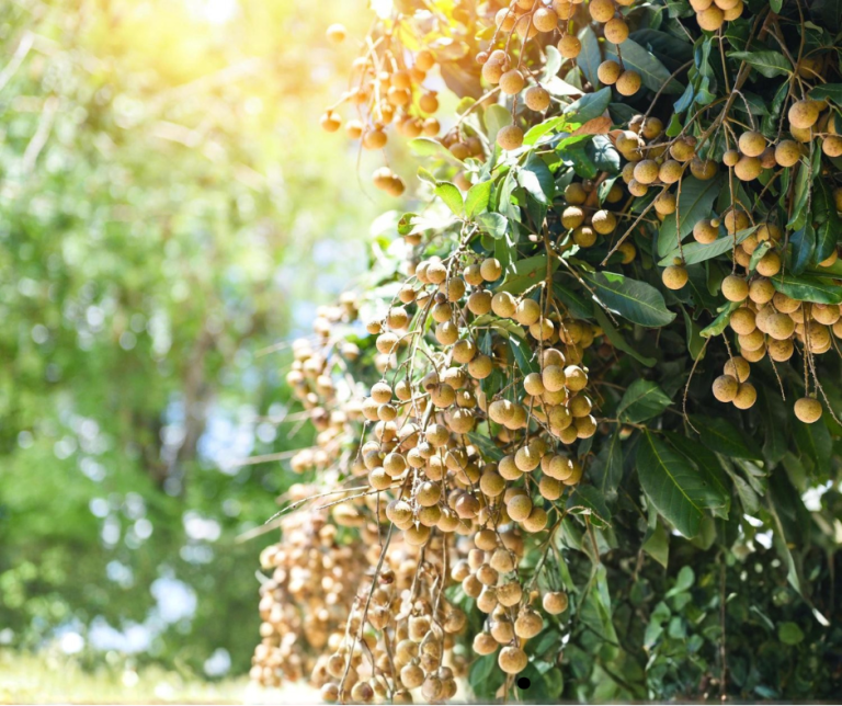 Cây nhãn cổ thụ