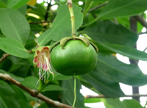 Cây bần ổi Cây bần ổi