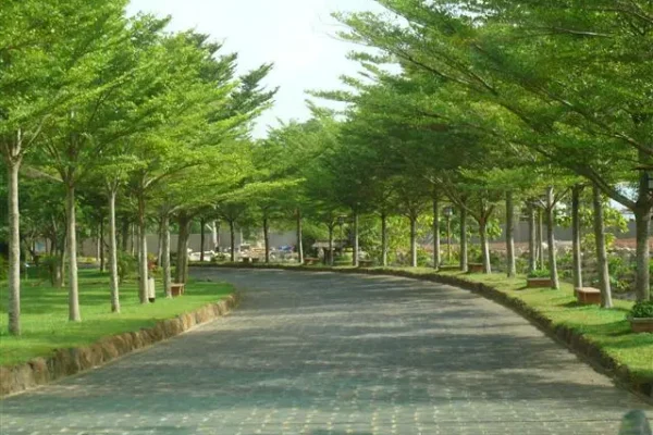 Cây bàng Đài Loan