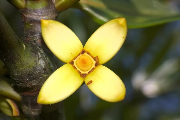 Hoa cây đước đôi