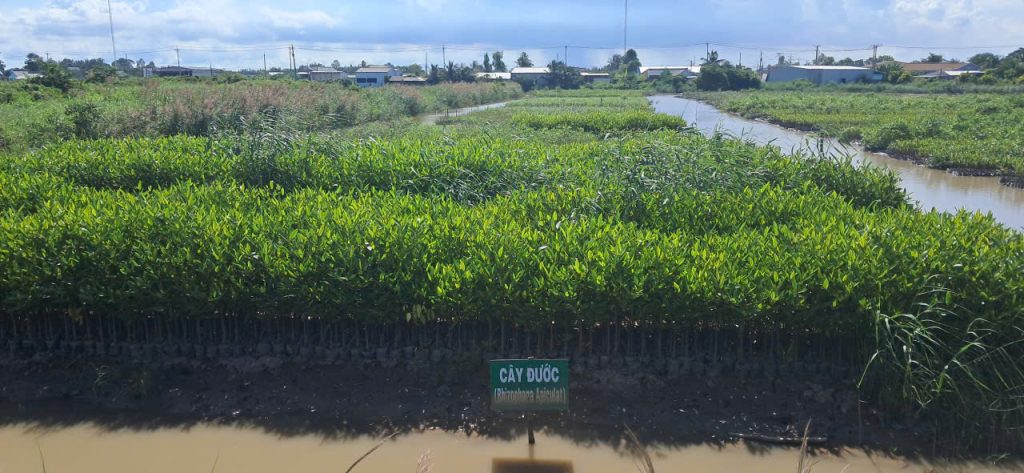 Cây con luôn có sẵn